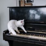 Charming white cat curiously playing an antique piano indoors in a cozy setting.