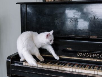 Charming white cat curiously playing an antique piano indoors in a cozy setting.