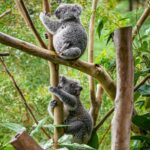 Two koalas perched on eucalyptus trees in Australia, showcasing their natural habitat.