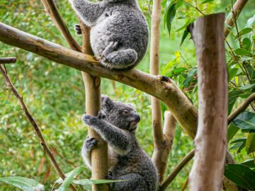 Two koalas perched on eucalyptus trees in Australia, showcasing their natural habitat.