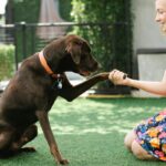 A cheerful woman in a floral dress interacting with her friendly chocolate labrador on a sunny lawn.