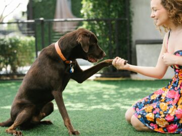 A cheerful woman in a floral dress interacting with her friendly chocolate labrador on a sunny lawn.