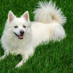 Cute American Eskimo dog lying on vibrant green grass, looking playfully at the camera.