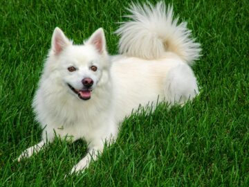Cute American Eskimo dog lying on vibrant green grass, looking playfully at the camera.