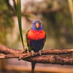 Parrot with colorful plumage sitting on branches of tree in zoological park with green leaves on blurred background on summer day