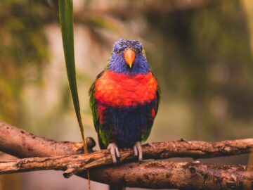 Parrot with colorful plumage sitting on branches of tree in zoological park with green leaves on blurred background on summer day