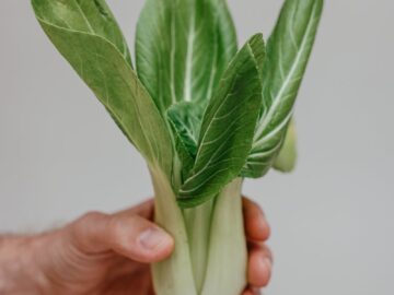 Close-up of a hand holding fresh green bok choy against a neutral background.