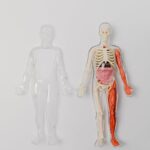 A human anatomy model with visible skeleton and organs on a plain white backdrop for educational purposes.
