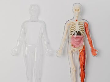 A human anatomy model with visible skeleton and organs on a plain white backdrop for educational purposes.