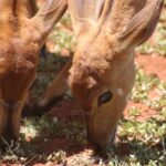 Two young antelopes grazing on grass in daylight, showcasing their natural habitat and behavior.
