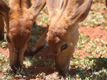 Two young antelopes grazing on grass in daylight, showcasing their natural habitat and behavior.