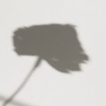 Minimalistic shadow of a flower creating a simple yet artistic design on a wall.