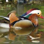 Colorful mandarin duck gliding on a calm pond reflecting vibrant plumage.