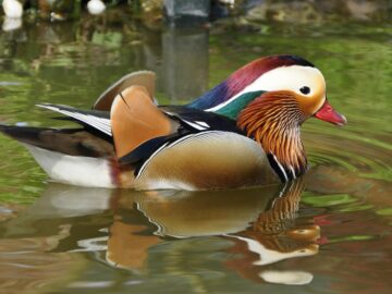 Colorful mandarin duck gliding on a calm pond reflecting vibrant plumage.