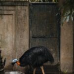 Captive cassowary standing by a dish in its zoo enclosure, showing vibrant colors.