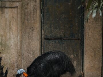 Captive cassowary standing by a dish in its zoo enclosure, showing vibrant colors.