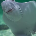 A detailed close-up of a stingray swimming gracefully in clear water, showcasing its unique facial features.