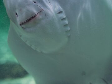 A detailed close-up of a stingray swimming gracefully in clear water, showcasing its unique facial features.