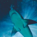 A majestic shark swimming gracefully underwater, illuminated by sunlight from above.