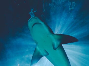 A majestic shark swimming gracefully underwater, illuminated by sunlight from above.