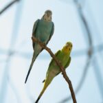 Close-up of two vibrant parakeets perched on a branch with a clear blue sky background.