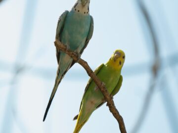 Close-up of two vibrant parakeets perched on a branch with a clear blue sky background.