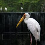Majestic Milky Stork standing by a waterfall in an outdoor setting.