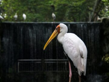 Majestic Milky Stork standing by a waterfall in an outdoor setting.