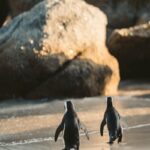 Two penguins walking on a sandy beach towards the ocean with large rocks in the background.