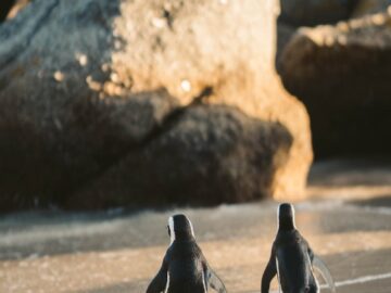 Two penguins walking on a sandy beach towards the ocean with large rocks in the background.