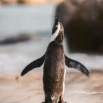 Close-up of an African penguin on Cape Town beach, showcasing natural habitat.