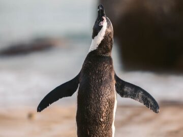 Close-up of an African penguin on Cape Town beach, showcasing natural habitat.