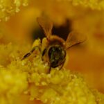 a close up of a bee on a yellow flower
