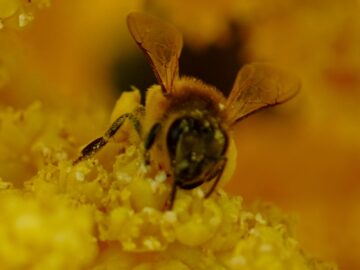 a close up of a bee on a yellow flower