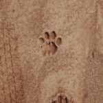 paw print on sand