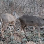 Two deer standing next to each other in a forest