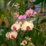 a bunch of pink and white flowers in a garden