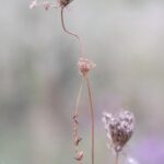a close up of a flower with a blurry background