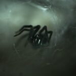 black spider with web