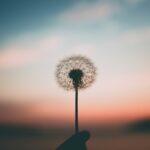 person holding dandelion flower