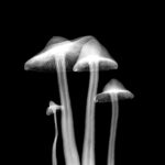 four white mushrooms illustration