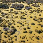 an aerial view of a yellow field with trees