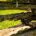 a bird is perched on a log fence