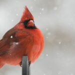 red cardinal perching on black metal bar
