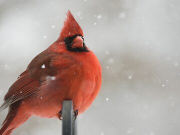 red cardinal perching on black metal bar