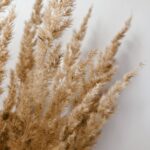 brown wheat in close up photography