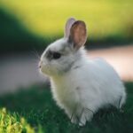 white rabbit on green grass during daytime