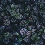 green and blue leaves plants