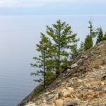 a lone tree on the edge of a cliff overlooking a body of water