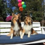 two long-coat black-brown-and-white dogs on bench